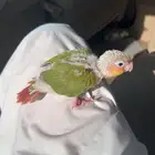 كنيور اناناس