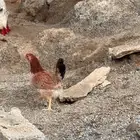 دجاج عربي للبيع العدد 2