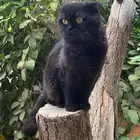 قط سكوتش اسود