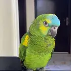 طير امازون بلو فرندت