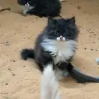 قطط كتن للبيع