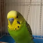 عصفور بادجي مع القفص للبيع