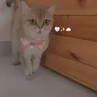 قطة سكوتش مستوردة