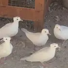 ياكريم ابيض دبل كرست