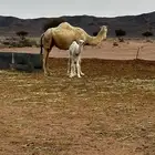 ابل للبيع وضح ( نياق )