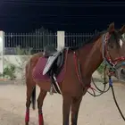 سرج ولجام ستيتوس