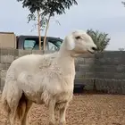 جذعة حرية حرشاء