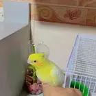 فرخ كروان نهايت فطام