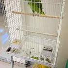 بغبغاء للبيع 9000امزوني اسمه لولو ويتكلم ويضحك ويلعب