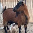 ماعز قزمي منتجه تحتها جفره