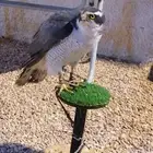 للبيع باز اسيبرو