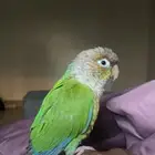 ببغاء كنيور