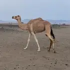 بكار هجن للبيع