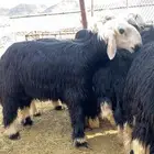 طليان نجد جبره