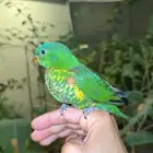 ببغاء لوري سكالي اليف