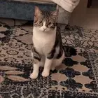 قط مفقود في الدمام حي طيبة