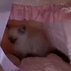 للبيع قطه هملايا