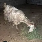 للبيع جفره عارضيه صفراء