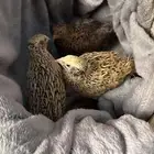 للبيع سمن ملكي 6 ريال وصوص 5 ريال