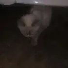 بسة اضاهر انها ضايعه