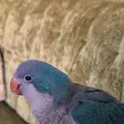 ببغاء كويكر