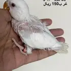 فرخ روز البينو