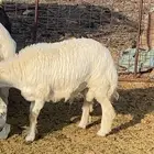 ذبائح طليان مع الذبح والتوصيل