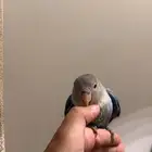 فرخ روزز ألييف