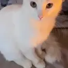 قط منقذ للتبني أبها حي الموظفين