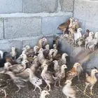 صوص دجاج للبيع عدد 150