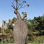 أشجار نادرة كروزيا باوباب كروزيا تبليدي الكريسمس