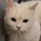 قطط   بسه شيرازي