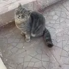 قطوه ضايعه طويق حي الغروب