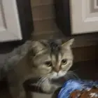 للبيع قطط شيرازي نظيفه العمر6 شهور