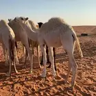 للبيع قعود قصب