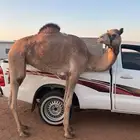 هجن جذعه للبيع