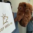 مؤسسه استيراد