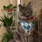 قط ضايع مكافأة ماليه للي يلقاه ضايع باسكان الفيصليه التنموي