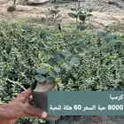 مشتل بالجمله