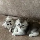 2 كتنز اناث سكوتش