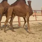 بكار سواحل صنف