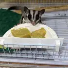 سناجب شوقر قلايدر انثى