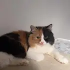 قطة شيرازي للبيع مع أغراضها