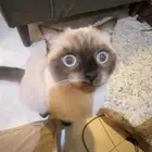 قط سيامي للتبني برسوم رمزيه