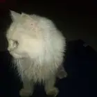 قطه للبيع حي الاجاويد