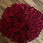 ورد احمر جوري 200 حبه