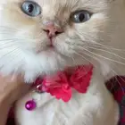 قطة شيرازية (تم التبني)