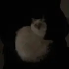 قطه ل التبني