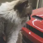 قط للتبني ( راقدول )