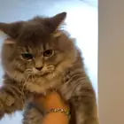 اليف وحبوب للتبني